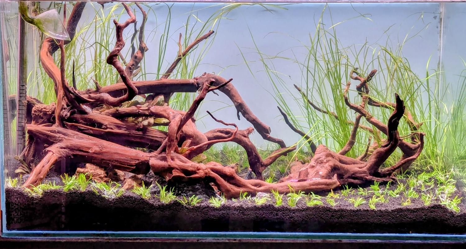 আপনার অ্যাকোয়ারিয়ামে সবুজের বিপ্লব: হাই-টেক প্ল্যান্টেড অ্যাকোয়ারিয়াম