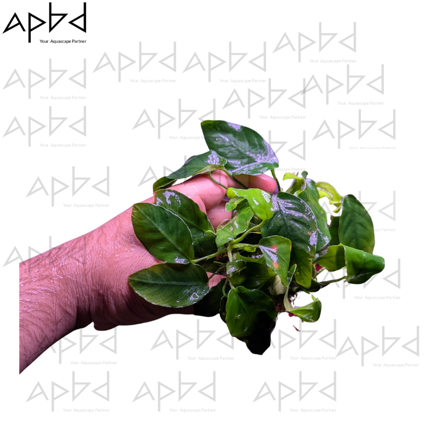 Anubias Nana wrinkled leaf Live Aquatic Plant | Low Light & Easy Care | Price: 650 TK