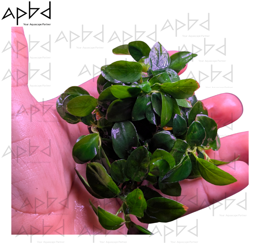 Anubias Nana japan bonsai Live Aquatic Plant | Low Light & Easy Care | Price: 650 TK