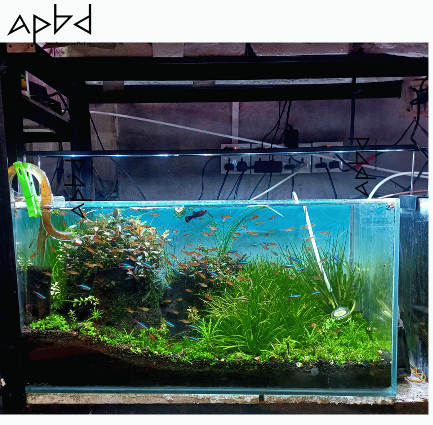 Full Spectrum WRGB Planted Aquarium Light (3 Modes: White, RGB, WRGB) For 2.5-3ft tank | Vivid Color LED | Bangladesh (BD) | Price: 5000 TK