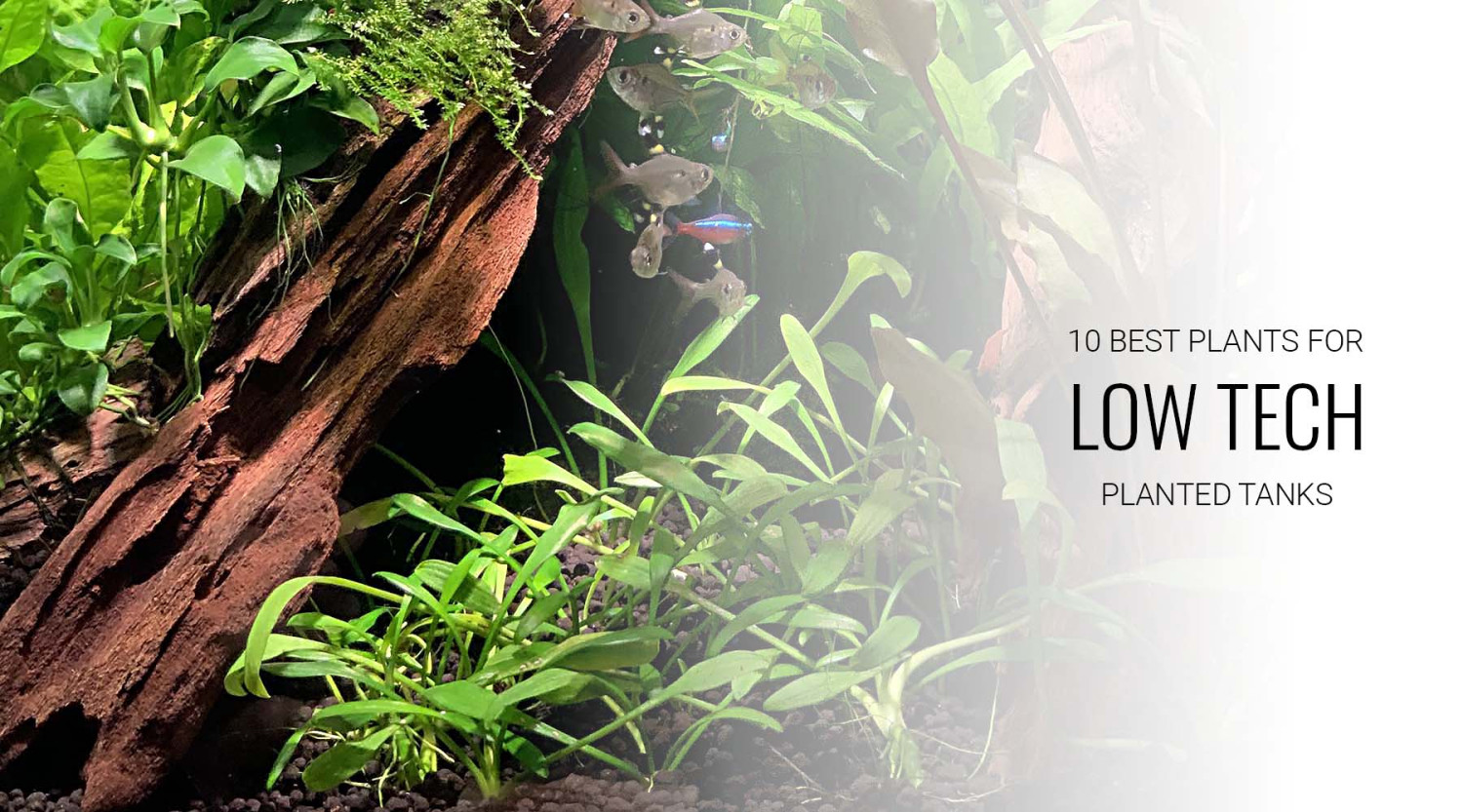 বাংলাদেশে সহজে গ্রো করে এমন Aquarium Plants | Low-Tech Planted Aquarium Guide