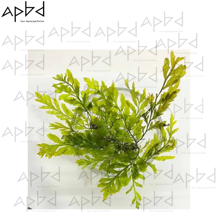 Bolbitis Heudelotii Pot | African Water Fern | Translucent Dark Green Leaves | Price: 1250 TK