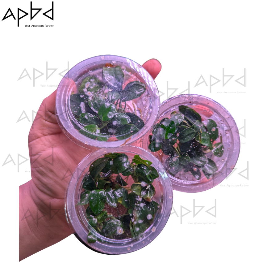 Anubias Japan Bonsai Mini - High Density Pot (3–5 Rhizomes) single pot and moss and cryptocoryne parva, java fern mini